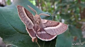 Attēlu rezultāti vaicājumam “Lasiocampa trifolii male”