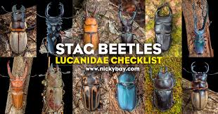 Attēlu rezultāti vaicājumam “Lucanidae”