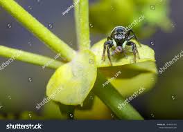 Attēlu rezultāti vaicājumam “Heliophanus sp.”