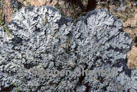 Attēlu rezultāti vaicājumam “Parmeliella triptophylla”