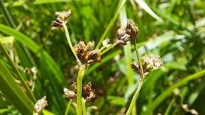 Attēlu rezultāti vaicājumam “Scirpus sylvaticus flower”