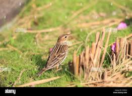 Image result for Anthus gustavi