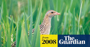 Attēlu rezultāti vaicājumam “Crex crex nest”