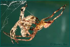 Attēlu rezultāti vaicājumam “Araneus diadematus female”