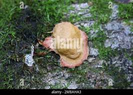 Attēlu rezultāti vaicājumam “Fuligo leviderma plasmodium”