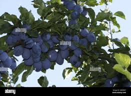 Attēlu rezultāti vaicājumam “Prunus domestica subsp. insitita fruit”