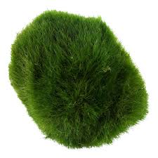 Imagini pentru Cladophora aegagropila