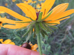 Attēlu rezultāti vaicājumam “Rudbeckia hirta var. pulcherrima flower”