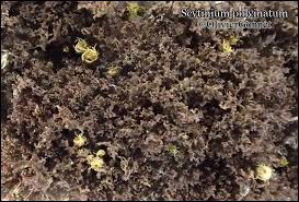 Attēlu rezultāti vaicājumam “Leptogium lichenoides”