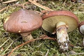 Attēlu rezultāti vaicājumam “Suillus luteus”