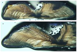 Image result for Mycteroperca interstitialis