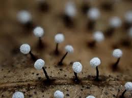 Attēlu rezultāti vaicājumam “Didymium verrucisporum macro”