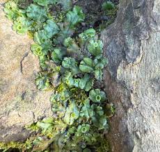 Attēlu rezultāti vaicājumam “Marchantiopsida”