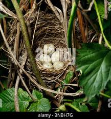 Attēlu rezultāti vaicājumam “Sylvia borin nest”