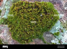 Attēlu rezultāti vaicājumam “Syntrichia”