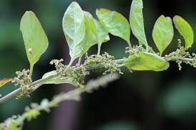 Attēlu rezultāti vaicājumam “Chenopodium polyspermum leaf”