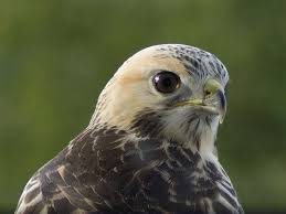 Attēlu rezultāti vaicājumam “Buteo buteo”