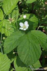 Attēlu rezultāti vaicājumam “Rubus caesius flower”