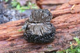 Attēlu rezultāti vaicājumam “Brefeldia maxima macro”