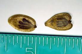 Attēlu rezultāti vaicājumam “Heracleum sosnowskyi fruit”