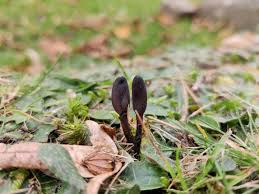 Attēlu rezultāti vaicājumam “Geoglossum sp.”