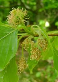 Attēlu rezultāti vaicājumam “Fagus sylvatica flower”