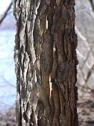 Attēlu rezultāti vaicājumam “Gymnocladus dioicus bud”
