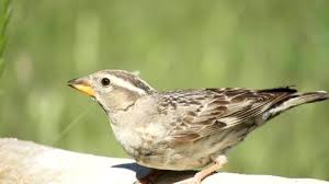 Image result for Petronia petronia