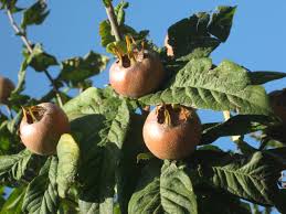 Attēlu rezultāti vaicājumam “Mespilus germanica leaf”