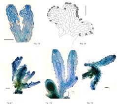 Attēlu rezultāti vaicājumam “Riccardia multifida”