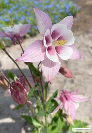 Image result for Akelei