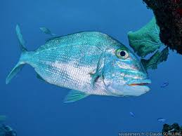 Image result for Calamus bajonado