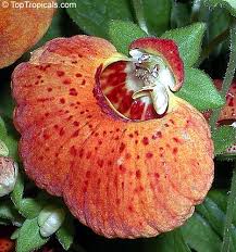 Image result for Calceolaria