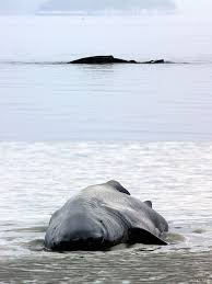 Image result for Somniosus pacificus