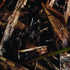 Attēlu rezultāti vaicājumam “Typhula setipes”