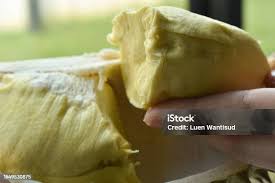 Attēlu rezultāti vaicājumam “Langermania gigantea”