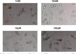 Attēlu rezultāti vaicājumam “Trichia botrytis var. cerifera spores”