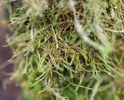 Attēlu rezultāti vaicājumam “Amblystegium serpens macro”