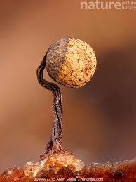 Attēlu rezultāti vaicājumam “Cribraria sp.”