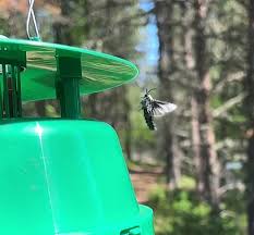 Attēlu rezultāti vaicājumam “Lamellocossus terebra”
