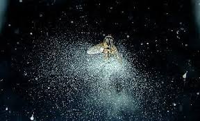 Attēlu rezultāti vaicājumam “Entomophthora”