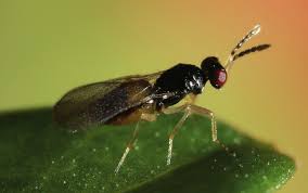 Attēlu rezultāti vaicājumam “Trioza dispar nymph”