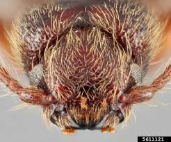 Attēlu rezultāti vaicājumam “Nothorhina punctata”