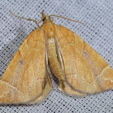 Attēlu rezultāti vaicājumam “Eulithis testata”