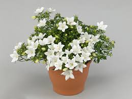 Image result for Campanula isophylla