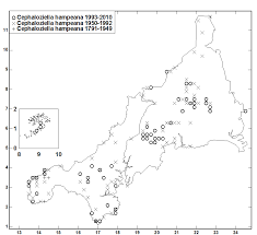 Attēlu rezultāti vaicājumam “Cephaloziella hampeana”