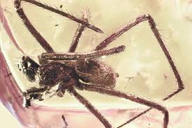 Attēlu rezultāti vaicājumam “Pisauridae”