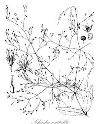 Attēlu rezultāti vaicājumam “Scheuchzeriaceae”