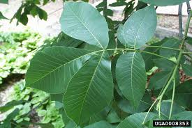 Attēlu rezultāti vaicājumam “Carya ovata leaf”