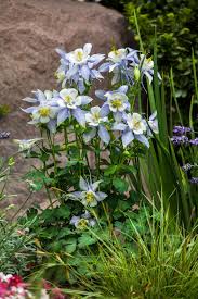 Image result for Aquilegia caerulea